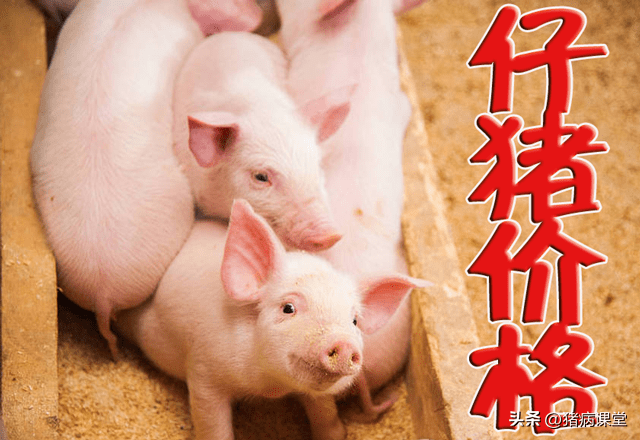 今日仔猪价格｜全国各地20-40斤仔猪价格行情，金仔猪行情继续