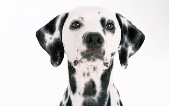 斑点狗多少价格合适？怎么挑选纯种的斑点狗？不懂就来看看吧！
