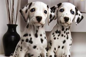 斑点狗多少价格合适？怎么挑选纯种的斑点狗？不懂就来看看吧<strong></p>
<p>狗币的今日价格</strong>！