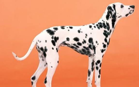 斑点狗多少价格合适？怎么挑选纯种的斑点狗？不懂就来看看吧<strong></p>
<p>狗币的今日价格</strong>！