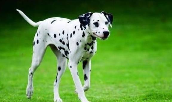 斑点狗多少价格合适？怎么挑选纯种的斑点狗？不懂就来看看吧<strong></p>
<p>狗币的今日价格</strong>！