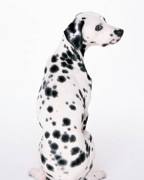 斑点狗多少价格合适？怎么挑选纯种的斑点狗？不懂就来看看吧<strong></p>
<p>狗币的今日价格</strong>！