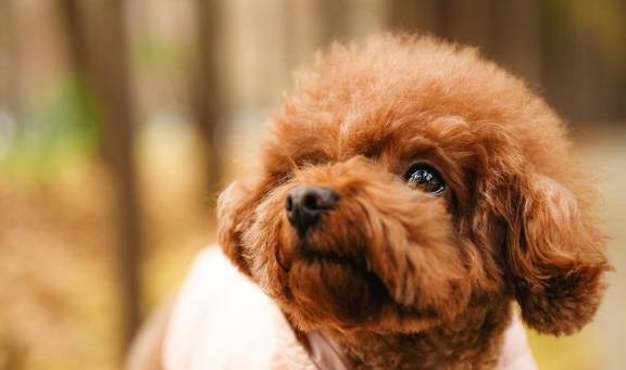 盘点八种常见宠物狗的价格，你买贵了吗？