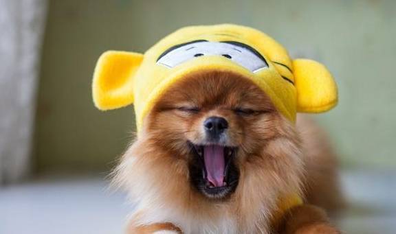 盘点八种常见宠物狗的价格<strong></p>
<p>狗币的今日价格</strong>，你买贵了吗？