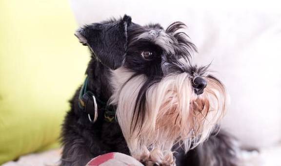 盘点八种常见宠物狗的价格<strong></p>
<p>狗币的今日价格</strong>，你买贵了吗？