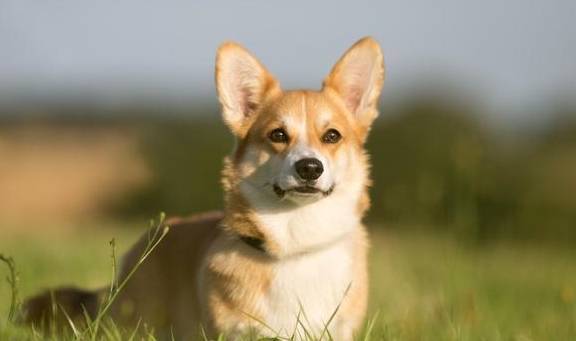 盘点八种常见宠物狗的价格<strong></p>
<p>狗币的今日价格</strong>，你买贵了吗？