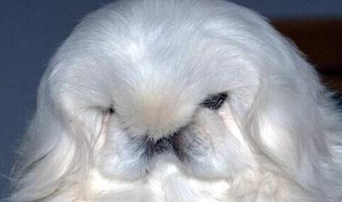 中国最贵的狗，鹰叭犬王大帝，价格高达7位数