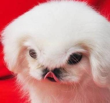 中国最贵的狗<strong></p>
<p>狗币的今日价格</strong>，鹰叭犬王大帝，价格高达7位数