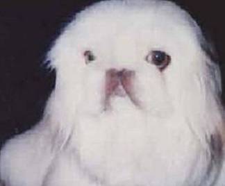 中国最贵的狗<strong></p>
<p>狗币的今日价格</strong>，鹰叭犬王大帝，价格高达7位数