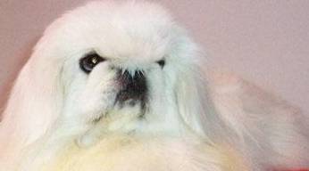 中国最贵的狗<strong></p>
<p>狗币的今日价格</strong>，鹰叭犬王大帝，价格高达7位数