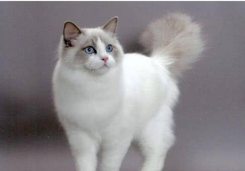 价格昂贵的喵星人<strong></p>
<p>狗币的今日价格</strong>，简直是行走的人民币，此种价格最离谱