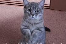 农村最霸气的7种狗<strong></p>
<p>狗币的今日价格</strong>，如今价格一万多，第一种太难找！