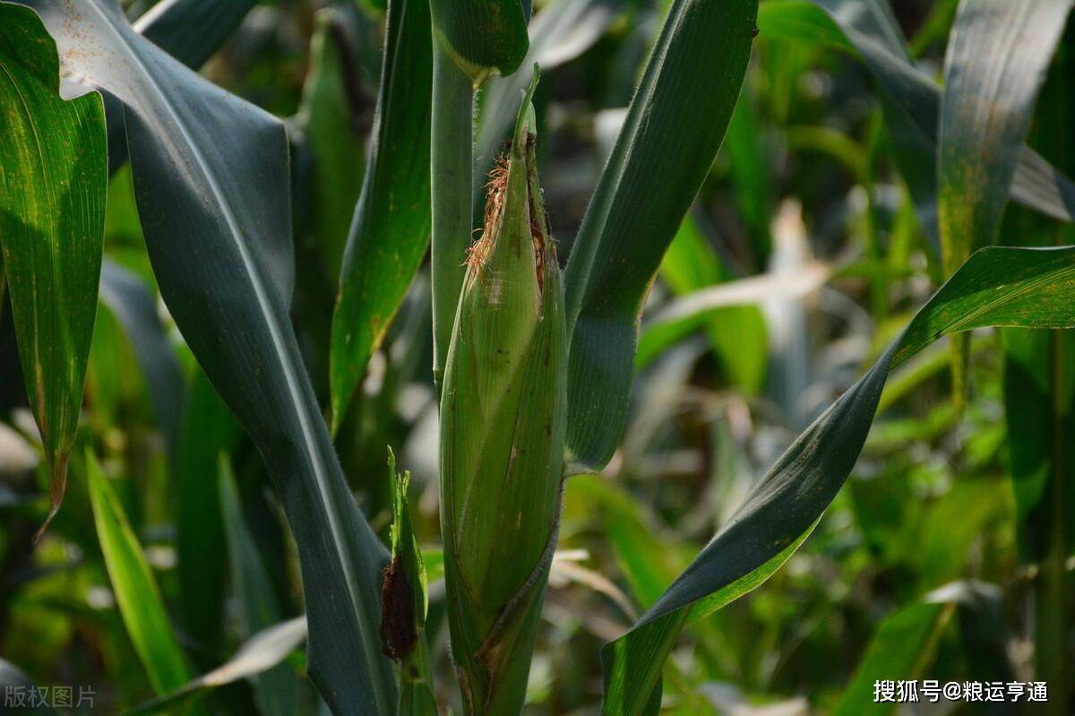 今日玉米价格行情！8月29日