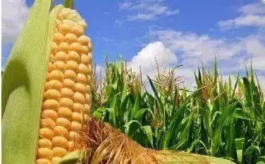 尿素价格继续下跌<strong></p>
<p>比特币价格今日行情</strong>！今日尿素价格行情2022年10月10日