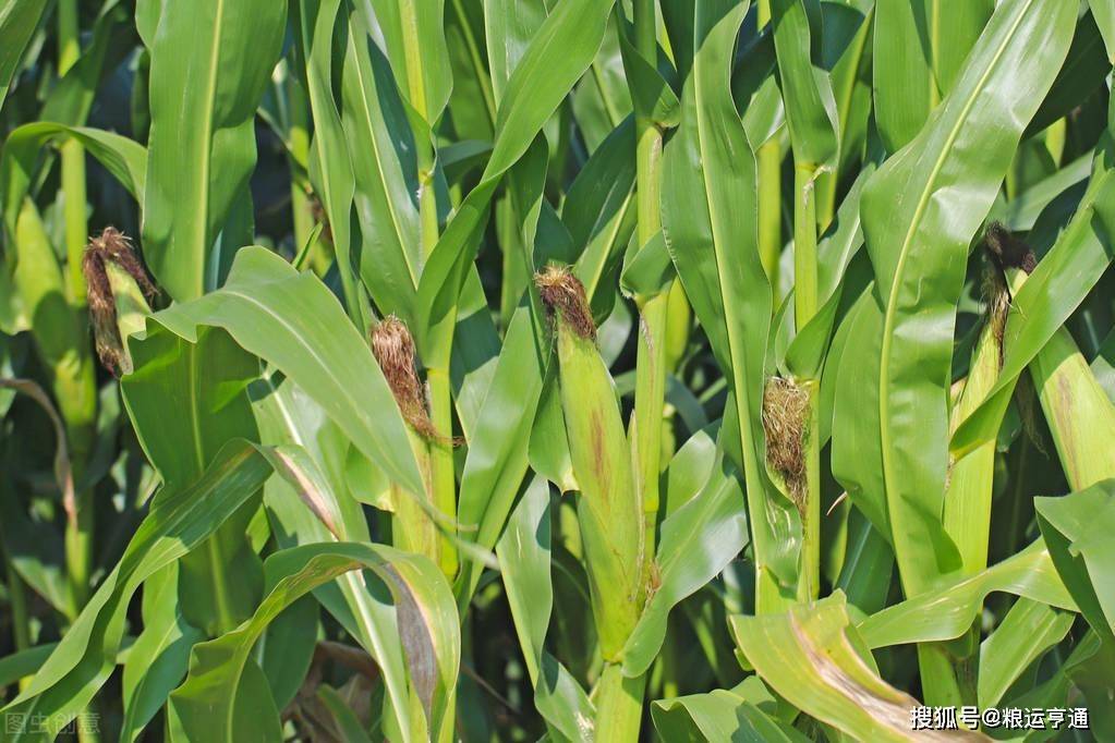 今日玉米价格<strong></p>
<p>比特币价格今日行情</strong>!8月21日最新行情