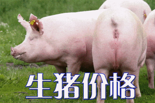 今日猪价行情｜全国生猪市场一片绿油油，生猪价格再下跌