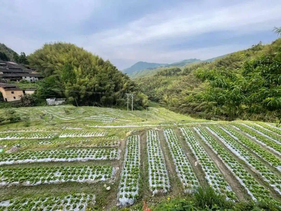 丽水“共富工坊”问海借力谱写新时代“山海经”