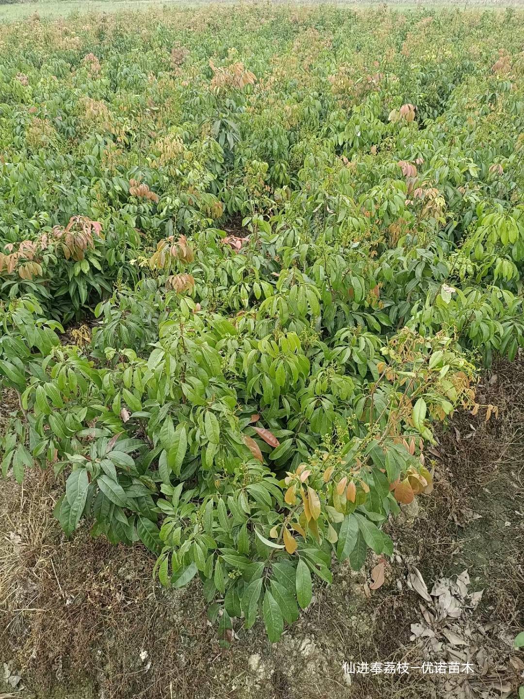 仙进奉荔枝苗新上市的荔枝品种广东仙进奉荔枝