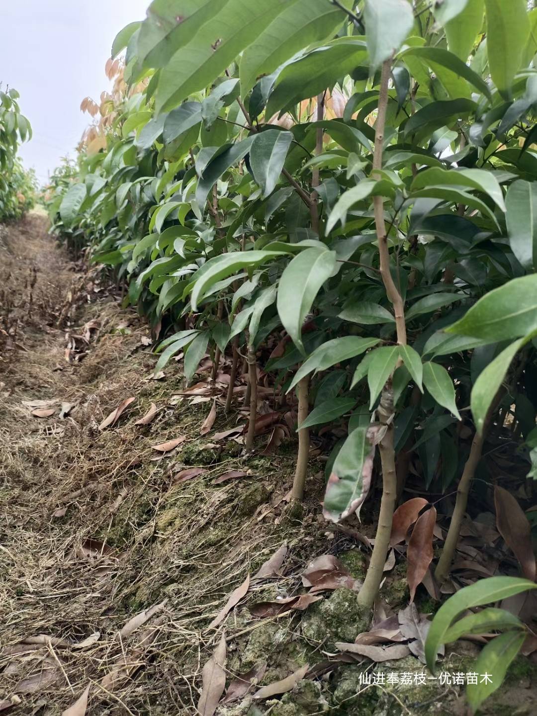 仙进奉荔枝苗新上市的荔枝品种广东仙进奉荔枝