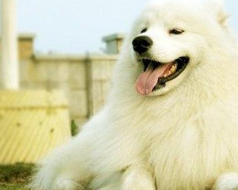 萨摩耶训练方法 训练基本方法和技巧