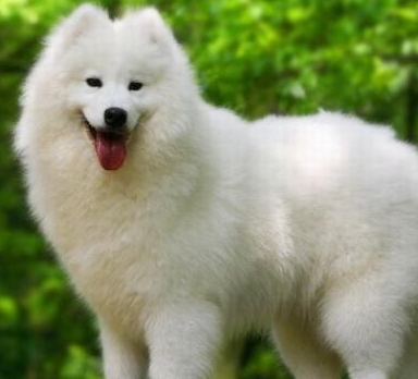 萨摩耶训练方法 训练基本方法和技巧