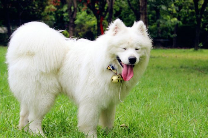 萨摩耶训练方法 训练基本方法和技巧