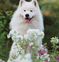 萨摩耶训练方法 训练基本方法和技巧