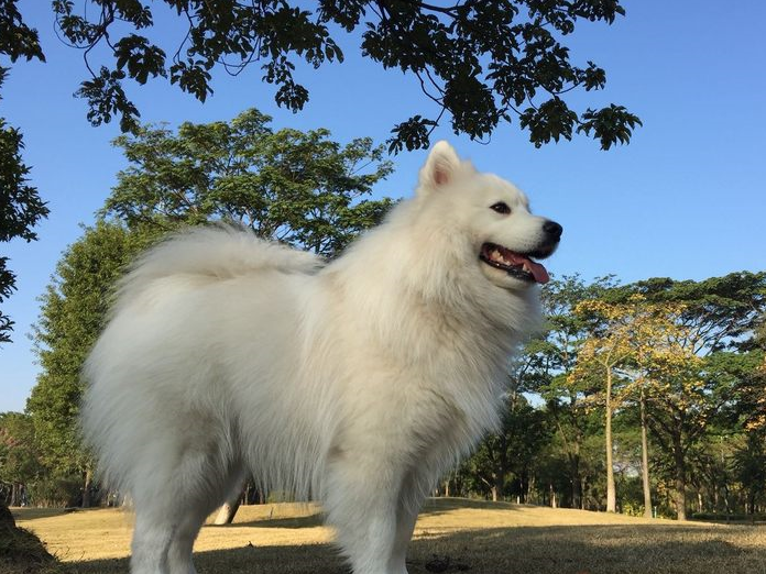 萨摩耶训练方法 训练基本方法和技巧