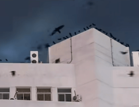 内蒙古一医院上空现大量乌鸦<strong></p>
<p>每天送色币的网址</strong>？鸟类专家提醒