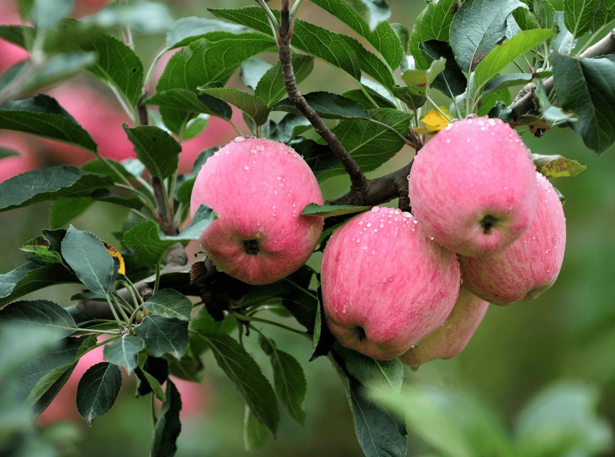 “含糖量”极高<strong></p>
<p>币投国际交易中心</strong>！解锁“北方水果公园”山西万荣的甜蜜