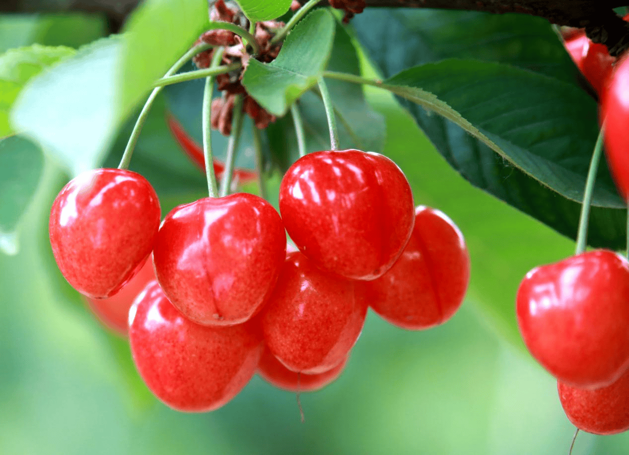 “含糖量”极高<strong></p>
<p>币投国际交易中心</strong>！解锁“北方水果公园”山西万荣的甜蜜