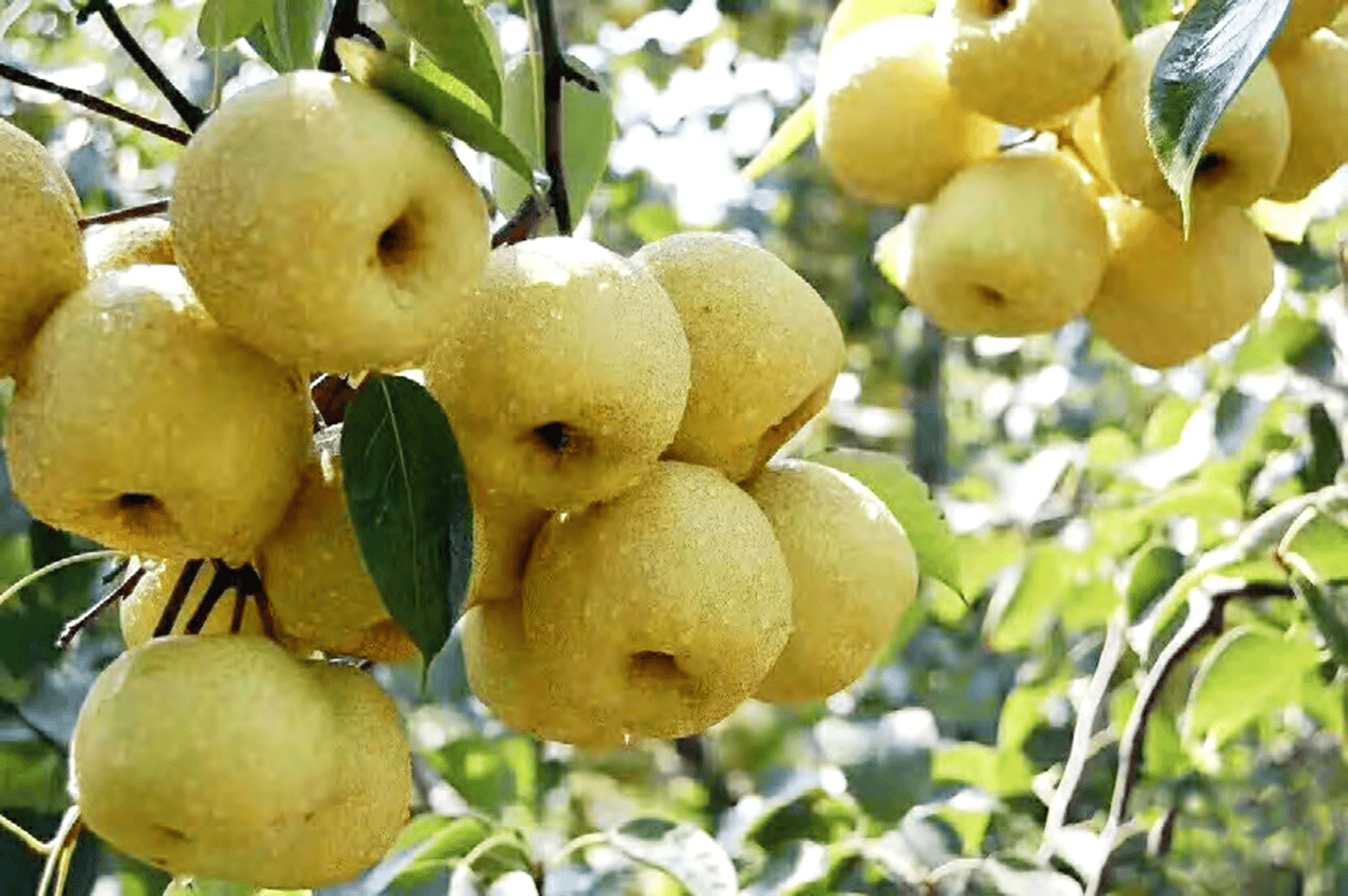 “含糖量”极高<strong></p>
<p>币投国际交易中心</strong>！解锁“北方水果公园”山西万荣的甜蜜