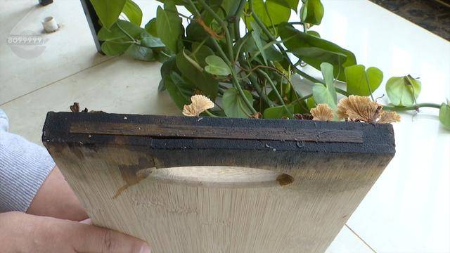 “可以蒸蛋”！昆明一女子家中搓衣板上长菌<strong></p>
<p>其他货币资金保证金</strong>，品种竟是……