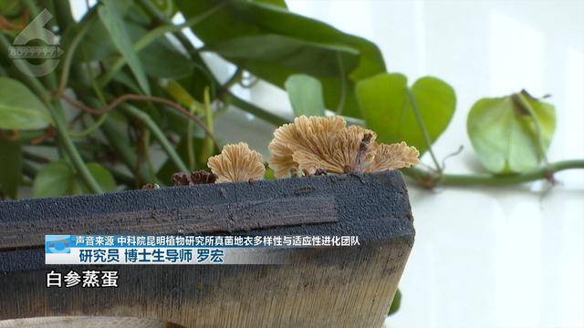 “可以蒸蛋”！昆明一女子家中搓衣板上长菌<strong></p>
<p>其他货币资金保证金</strong>，品种竟是……