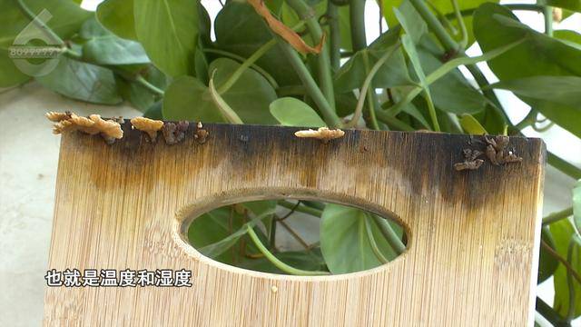 “可以蒸蛋”！昆明一女子家中搓衣板上长菌<strong></p>
<p>其他货币资金保证金</strong>，品种竟是……