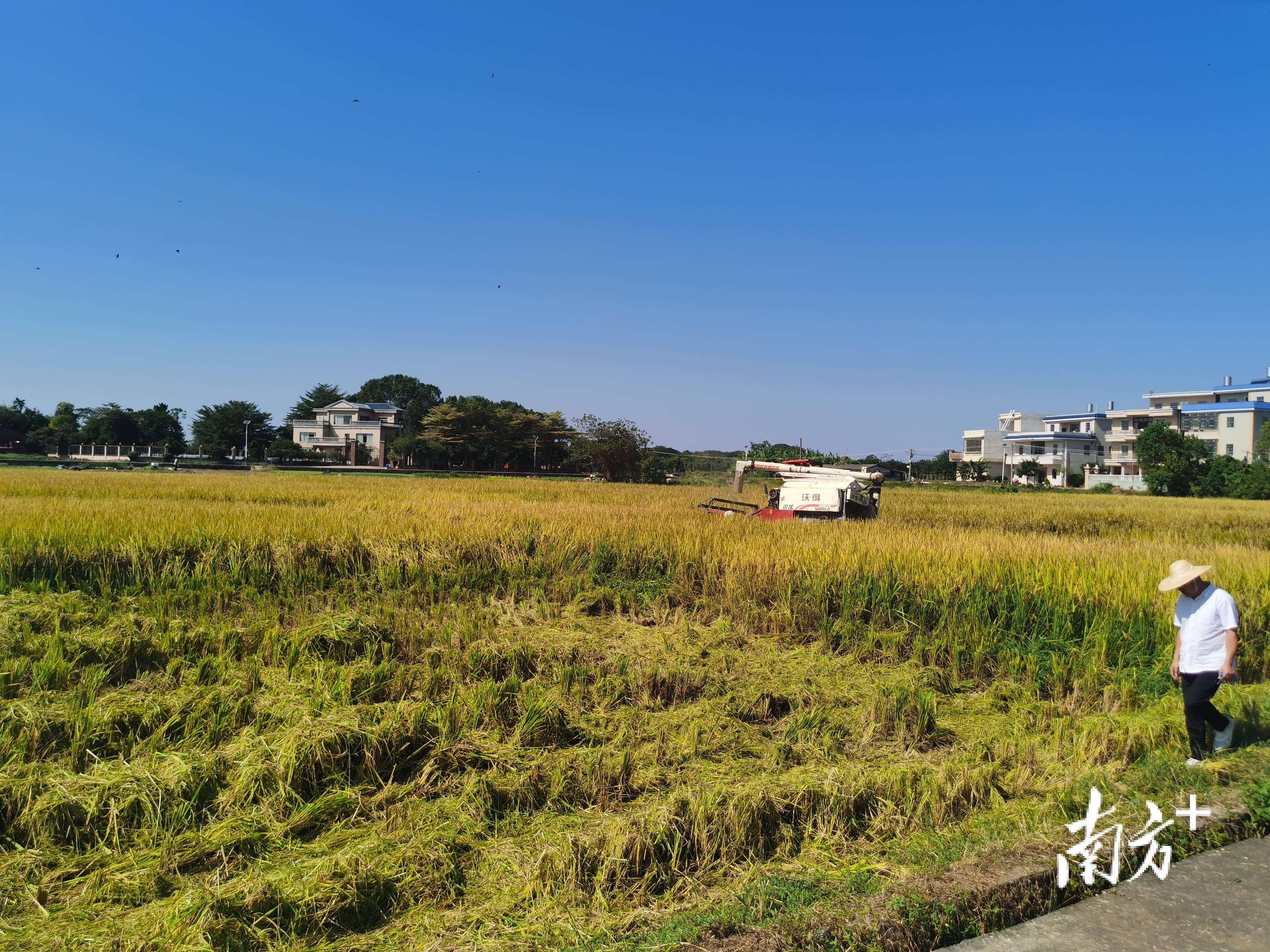 周年亩产1446.18公斤！梅州兴宁引进华农技术<strong></p>
<p>土耳其货币货币贬值</strong>，创双季丝苗香米高产纪录