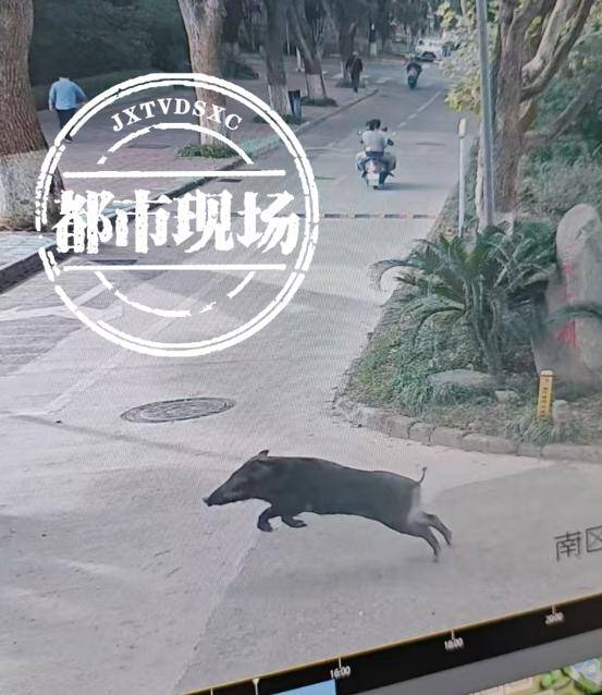 江西一高校惊现野猪<strong></p>
<p>币圈最新消息在哪里看</strong>，最后在食堂被成功抓获