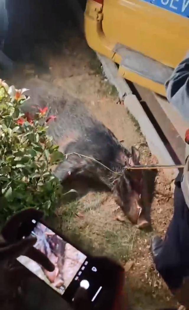 江西一高校惊现野猪<strong></p>
<p>币圈最新消息在哪里看</strong>，最后在食堂被成功抓获