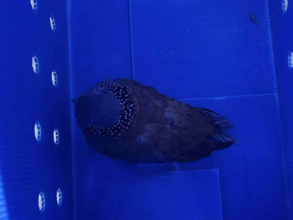 “戴珍珠项链”小鸟又现佛山街头<strong></p>
<p>truechain币行情</strong>!警方重要提醒