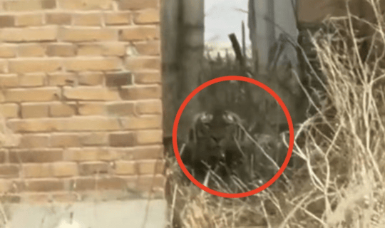 猛虎再下山:东北虎进村咬伤人事件背后的紧急应对和多方治理