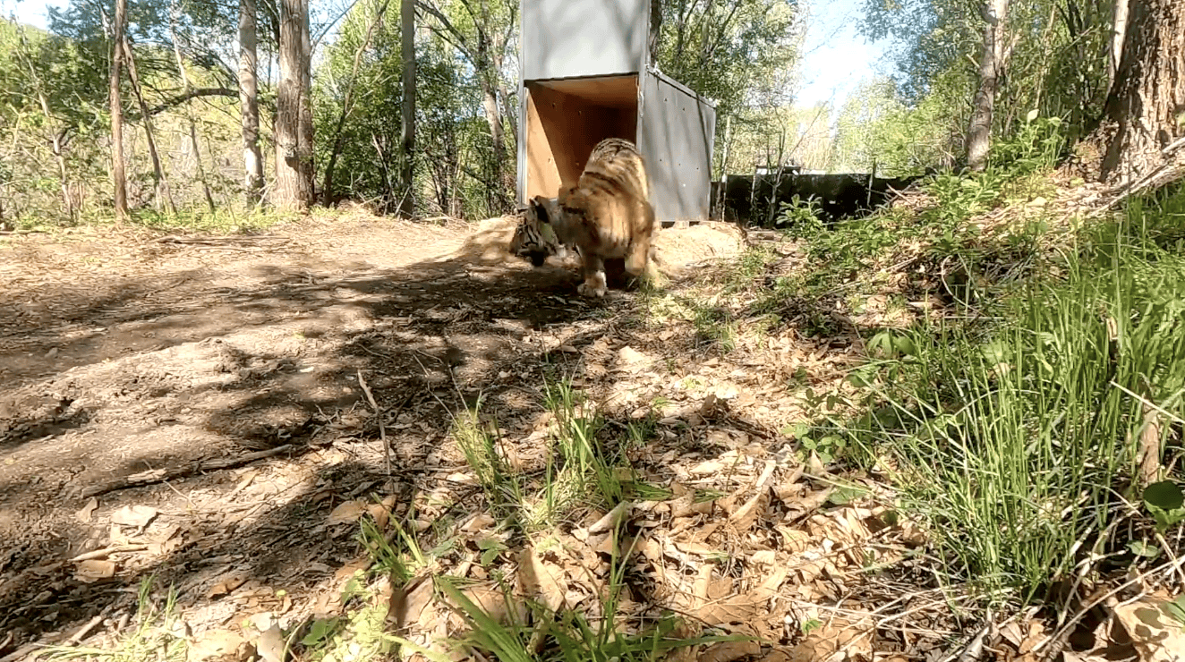 猛虎再下山:东北虎进村咬伤人事件背后的紧急应对和多方治理