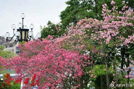 冷空气明天凌晨到达广州市区<strong></p>
<p>母币比普通币贵多少</strong>,后天起转为晴冷