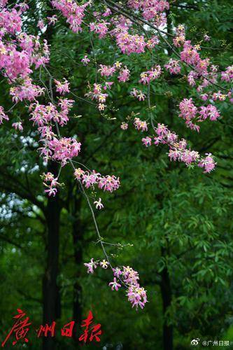 冷空气明天凌晨到达广州市区<strong></p>
<p>母币比普通币贵多少</strong>,后天起转为晴冷