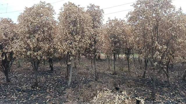 群众近千棵桂花树被烧死<strong></p>
<p>货币对冲套利原理</strong>，为何不立案？驻马店回应