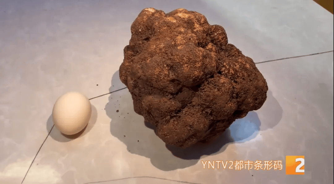 昆明一村民挖到1.7公斤超大松露<strong></p>
<p>货币互换的风险有哪些</strong>！“看都看不够”