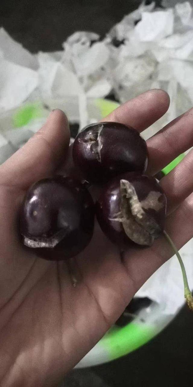 车厘子喂鸡惹争议 四川汉源果农回应:旧视频<strong></p>
<p>炒币亏得倾家荡产</strong>,喂鸡的是“次果”