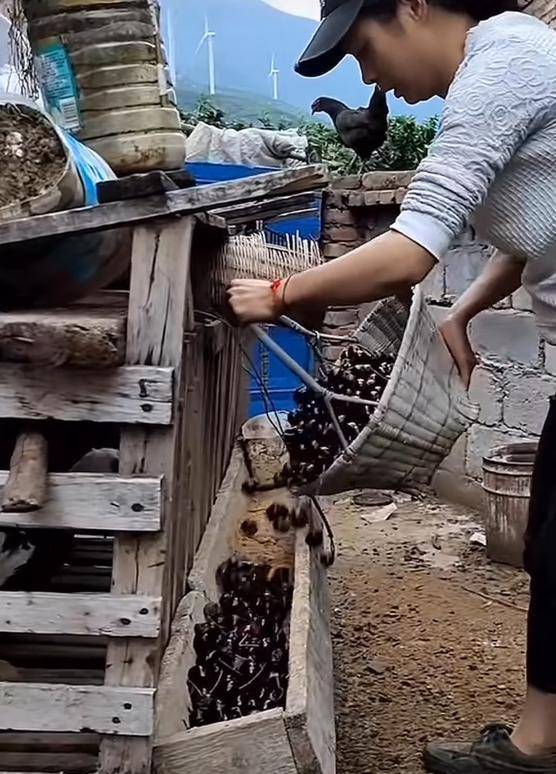 车厘子喂鸡惹争议 四川汉源果农回应:旧视频<strong></p>
<p>炒币亏得倾家荡产</strong>,喂鸡的是“次果”