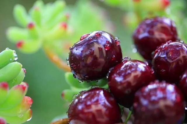 车厘子喂鸡惹争议 四川汉源果农回应:旧视频<strong></p>
<p>炒币亏得倾家荡产</strong>,喂鸡的是“次果”