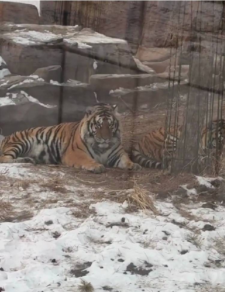 一口都吃不下？“南方小土豆”给哈尔滨的东北虎喂得都走不动道了<strong></p>
<p>香港电子交易货币</strong>！