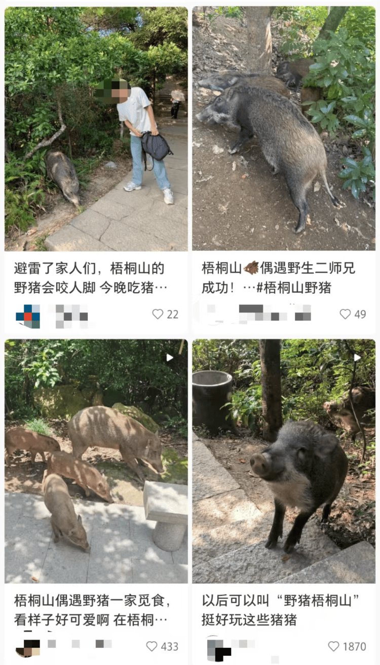 深圳梧桐山网红野猪下崽？市民拍到“一家人整整齐齐”<strong></p>
<p>ok下载</strong>，管理处：天天都有人投喂